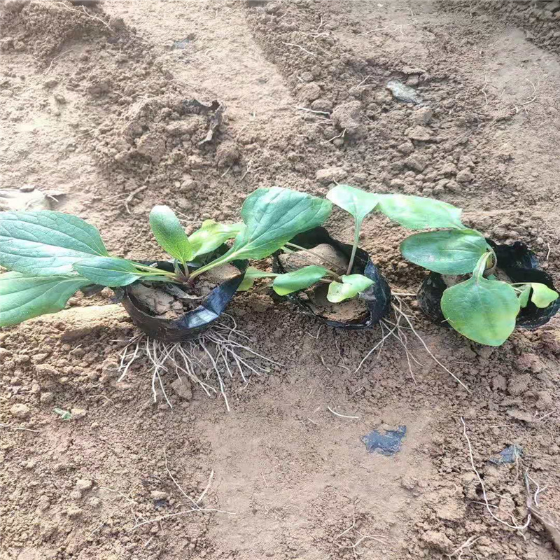 紫松果菊安徽狭叶松果菊全国供货