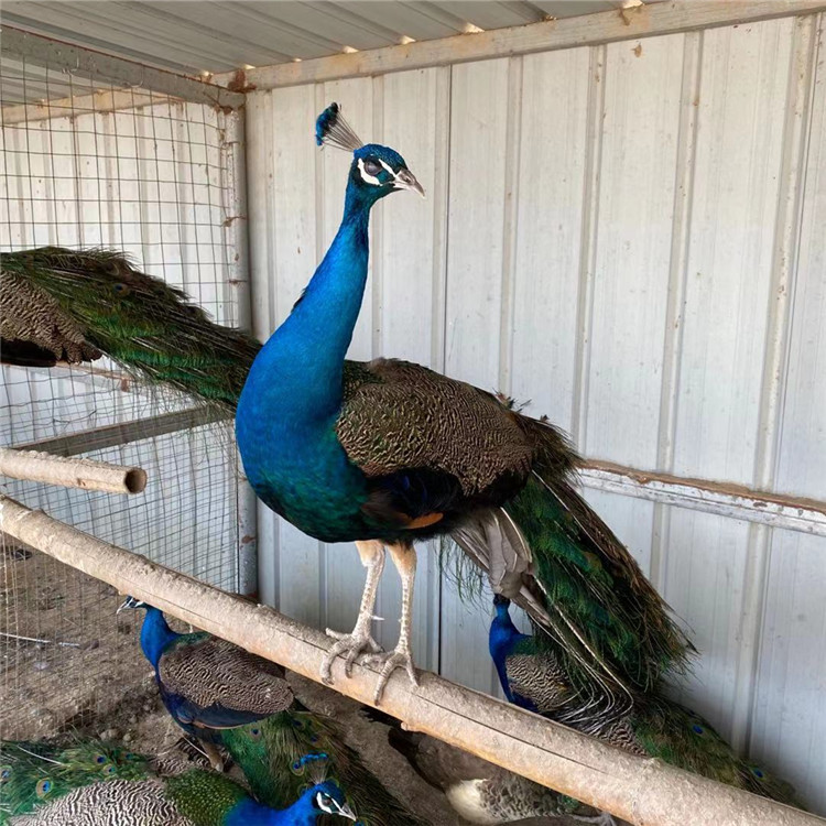 孔雀养殖技术 济南孔雀养殖技术