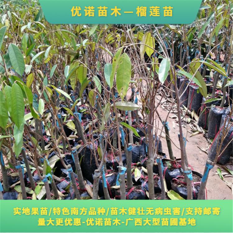榴莲苗批发郑州榴莲果树苗成活率高