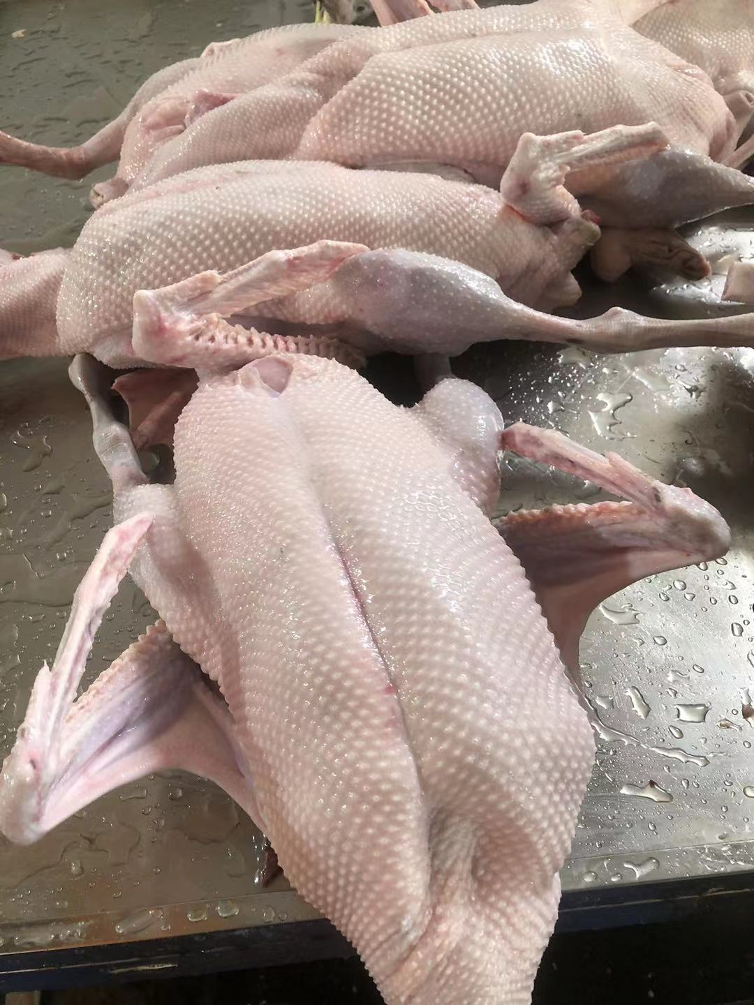 【黑棕鹅】黑棕鹅参数_黑棕鹅型号-搜了网