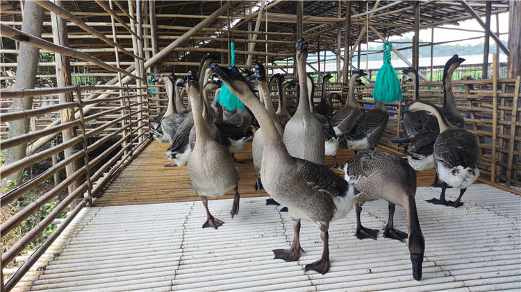 乌鬃鹅苗价格 草鹅批发价格实惠