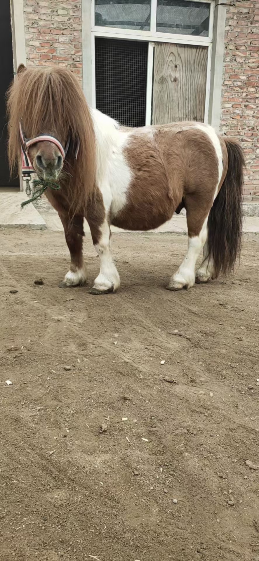 矮马介绍图片 郑州出售观赏矮马