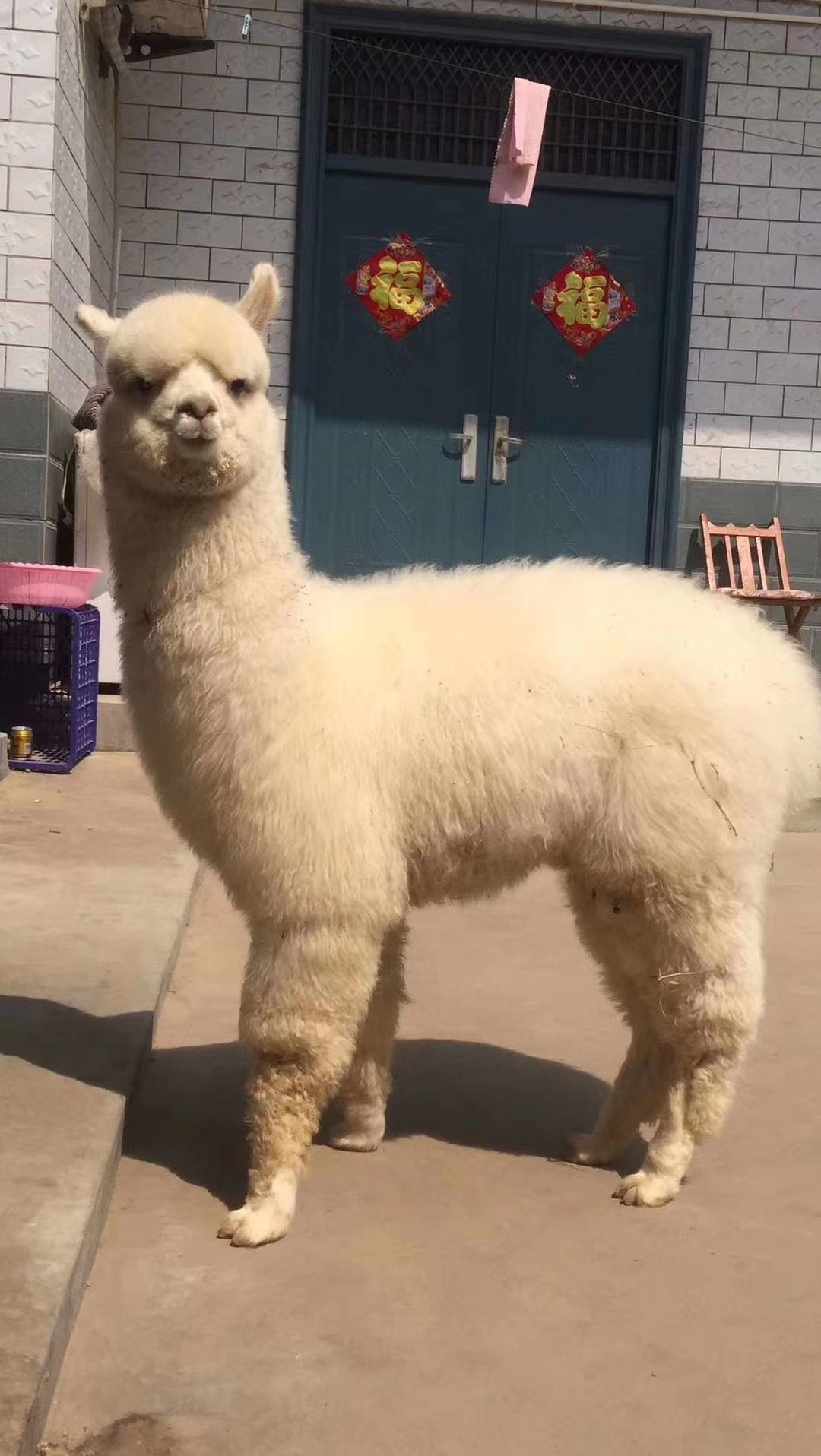 羊驼幼苗出售 拉萨羊驼批发价格