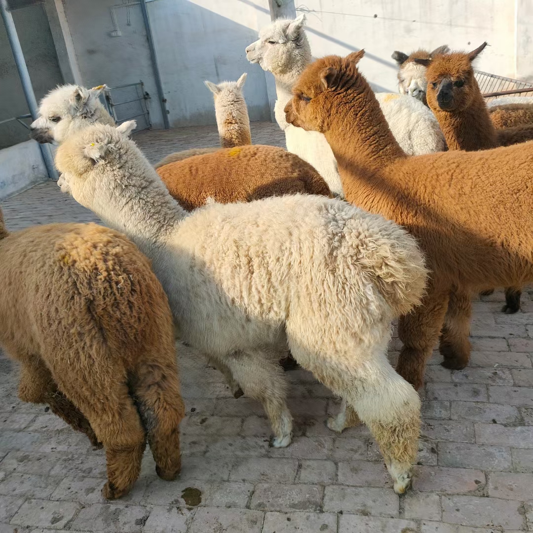 羊驼回收价格 乌鲁木齐羊驼多少钱一只