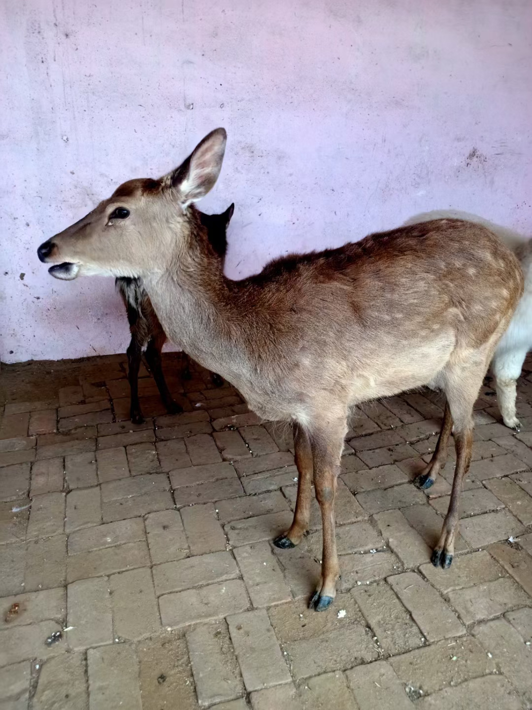 梅花鹿种类大全昆明梅花鹿介绍图片