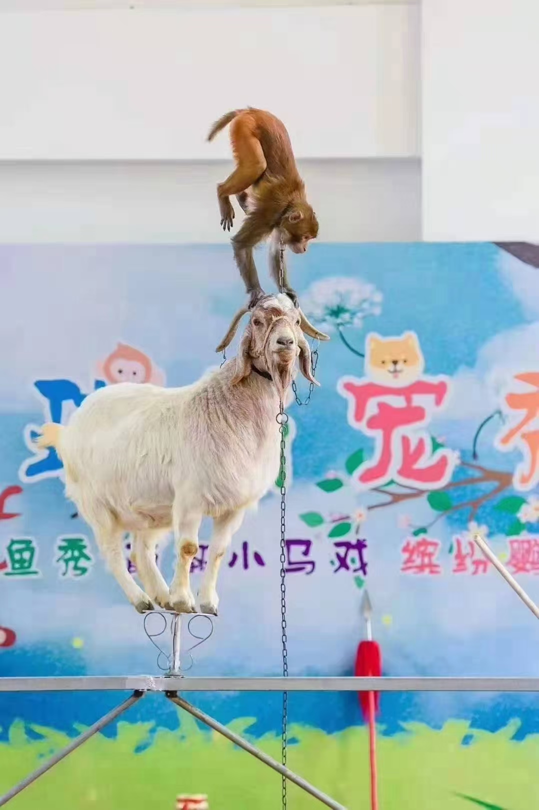 小马戏出租电话合肥马戏团出租价格联系方式