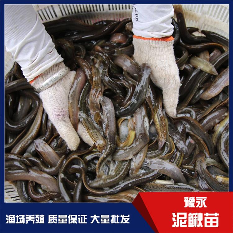 湖北泥鳅寸苗 泥鳅苗繁育欢迎来电