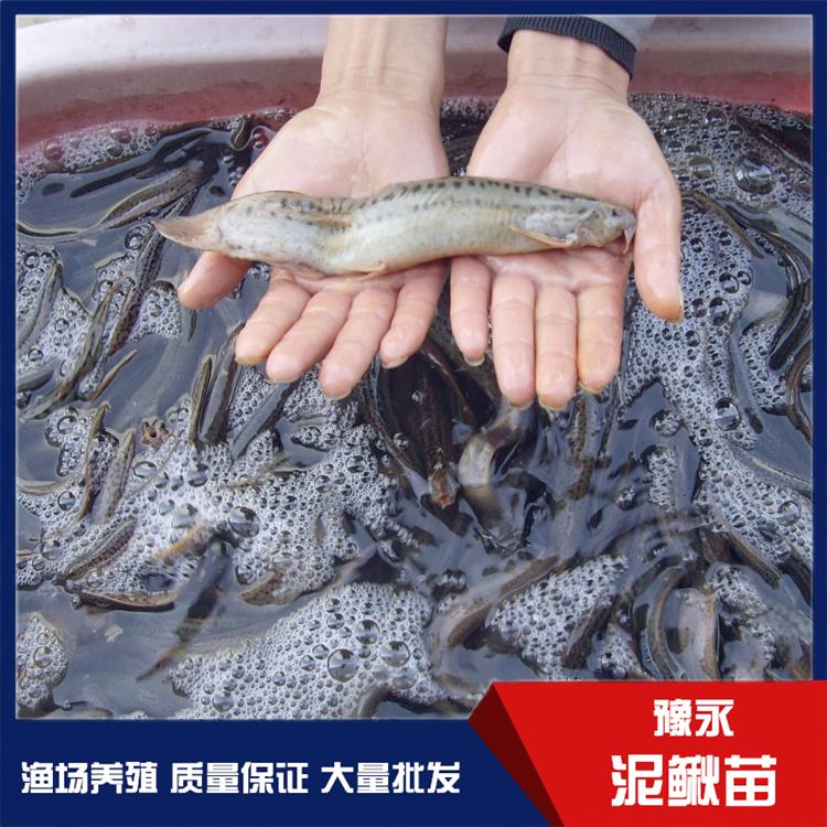湖北台湾泥鳅鱼苗 泥鳅苗水产批发