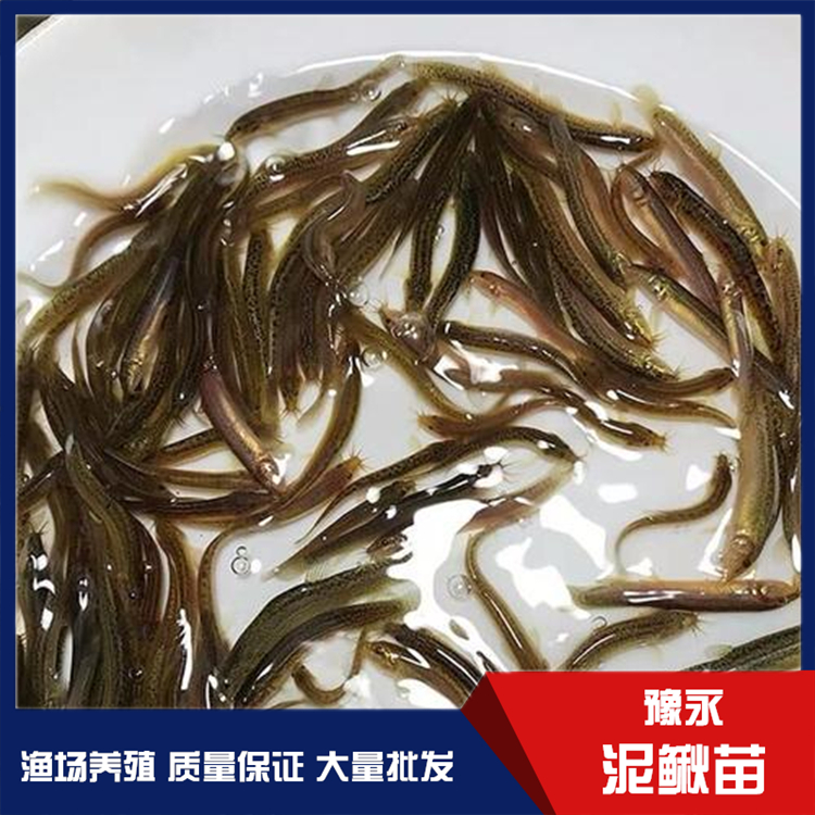 山西水花苗泥鳅 泥鳅苗正规批发商