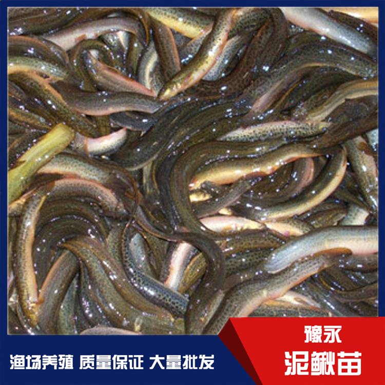 河南台湾泥鳅鱼苗 泥鳅苗繁殖存活高