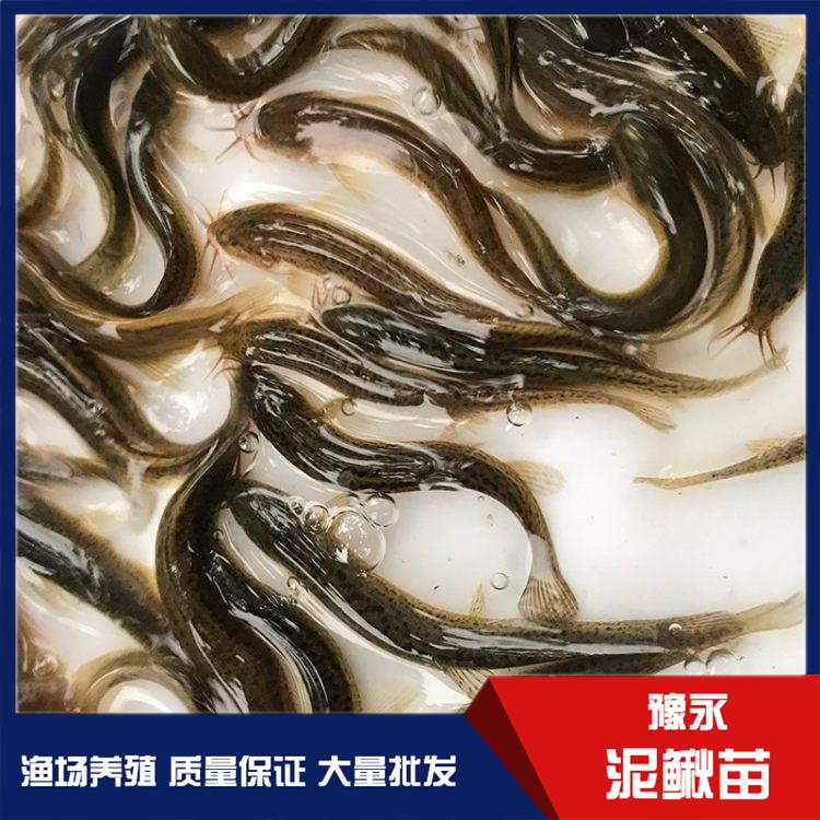 河南水花苗12BET 12BET苗繁殖豫永水产品供应
