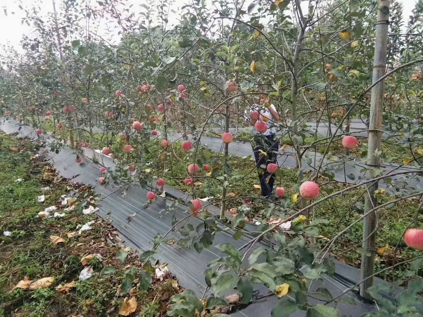 园艺地布 花卉园林防草布透水透气