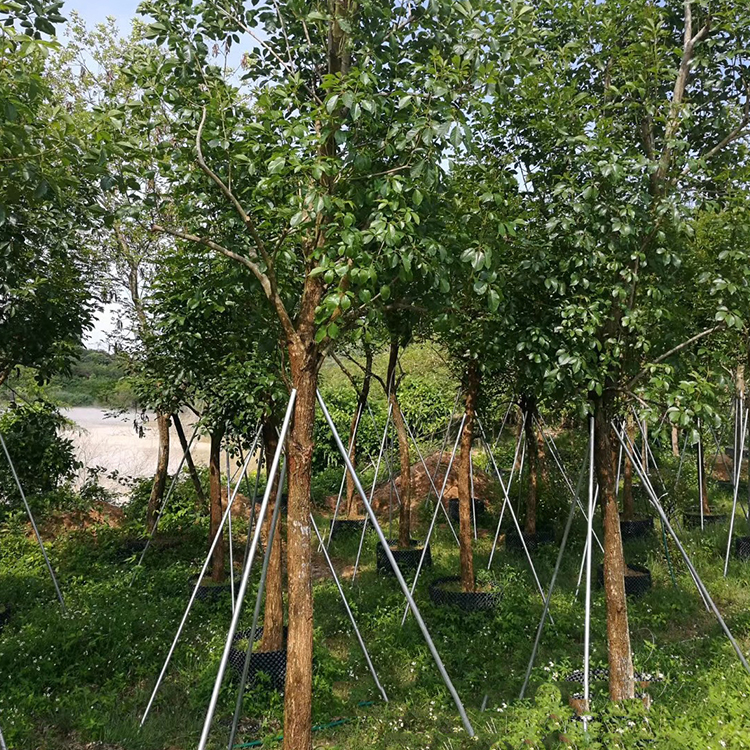 黄花风铃木便宜出售安徽黄花风铃木量大价优