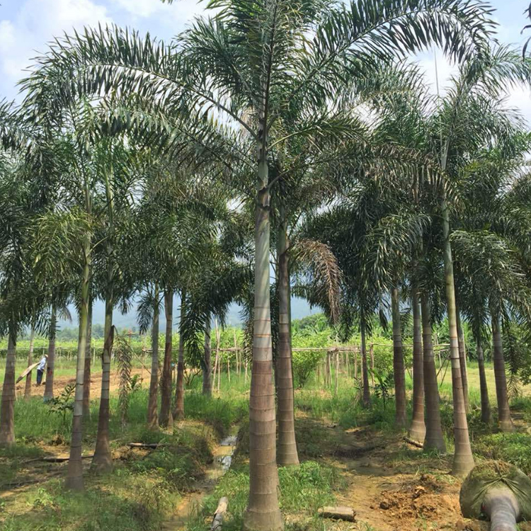 狐尾椰子地苗 贵州狐尾椰子袋苗