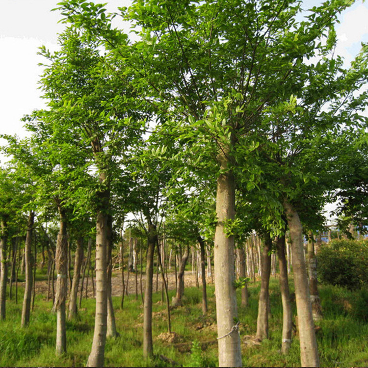 朴树种植基地 山东朴树骨架