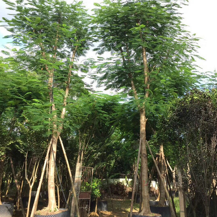 凤凰木冠幅 海南全冠凤凰木