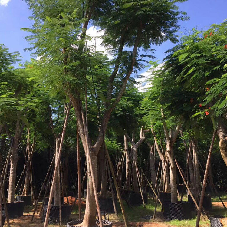 凤凰木冠幅江苏凤凰木直径