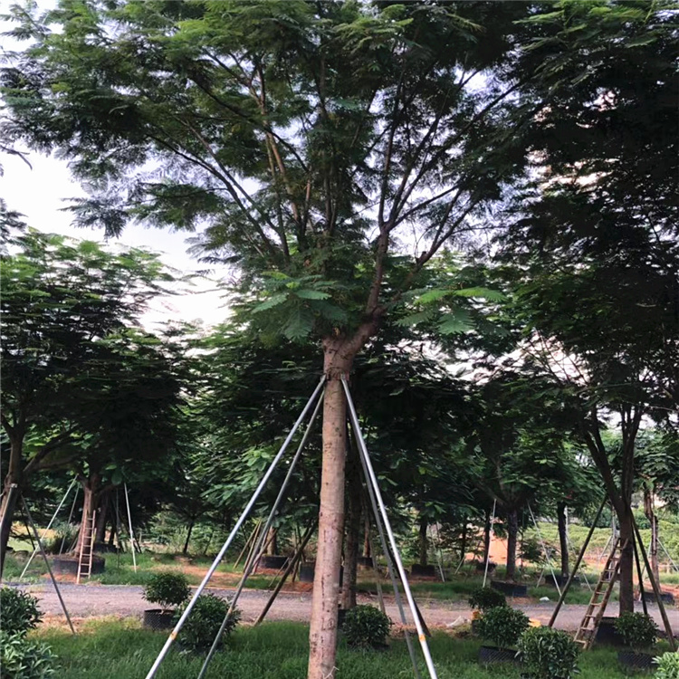 凤凰木冠幅河北凤凰木自产自销