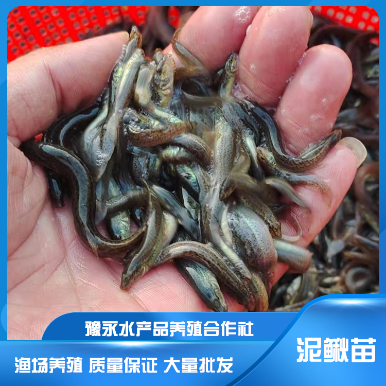 河南台湾泥鳅鱼苗 泥鳅苗养殖渔场批发