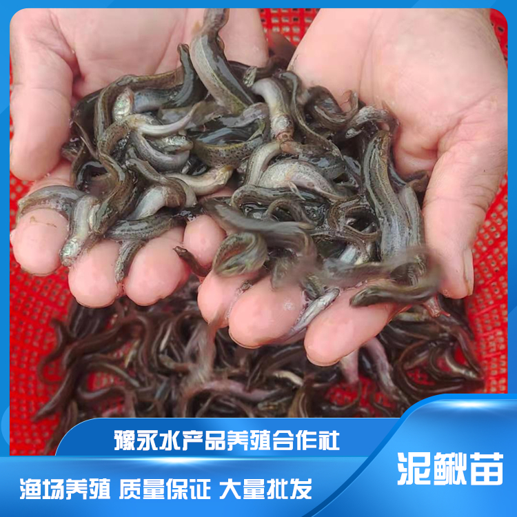 河北泥鰍魚苗養殖場 泥鰍養殖豫永水產品供應
