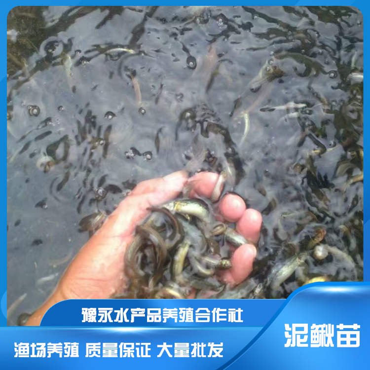 山東求購臺灣泥鰍苗 泥鰍苗繁殖廠家出售