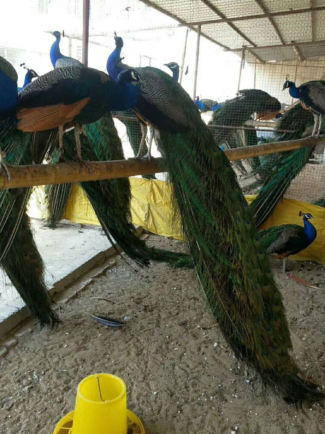 孔雀品种 成都纯种孔雀合作