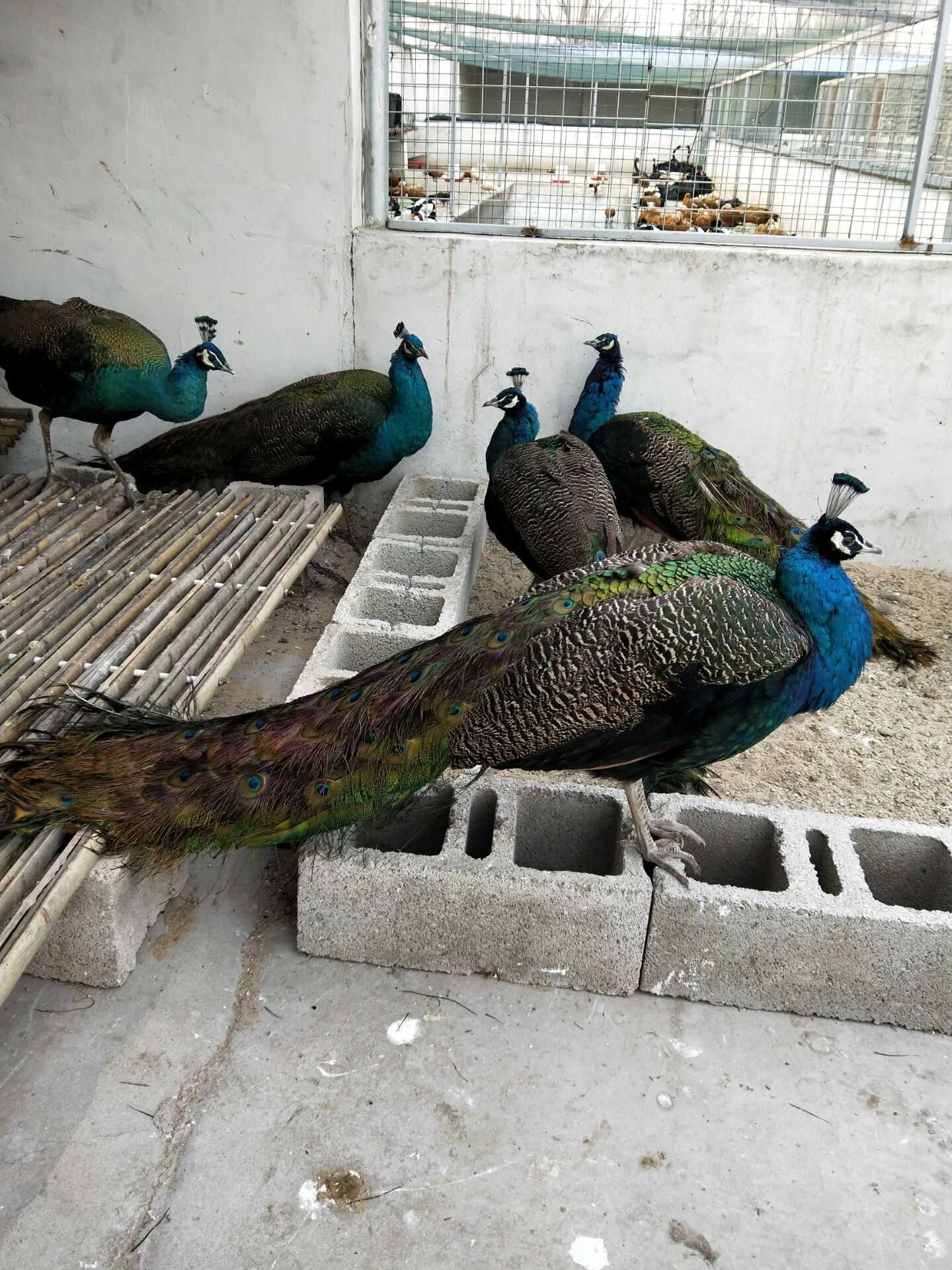 今日孔雀 三年蓝孔雀行情