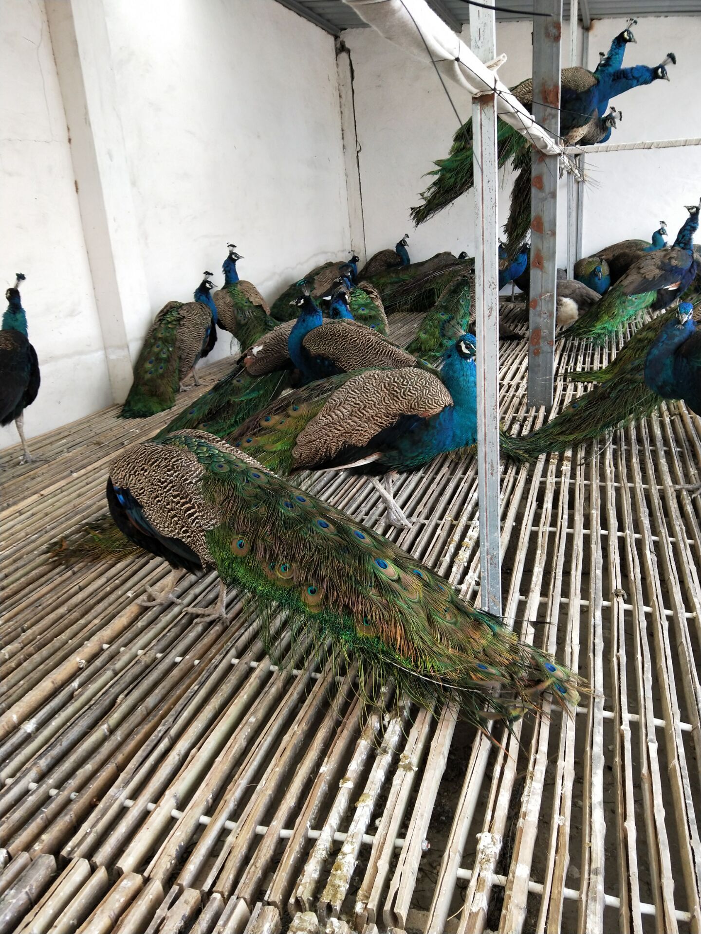 三个月孔雀 长沙今日孔雀包健康