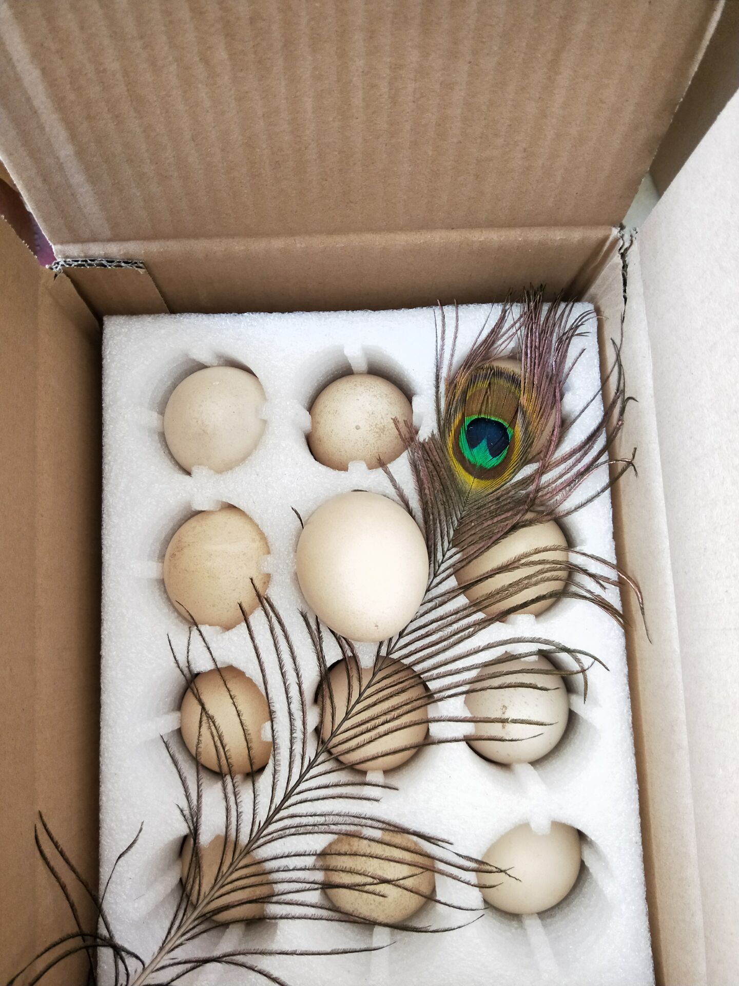 白孔雀 沈阳花孔雀批发价格