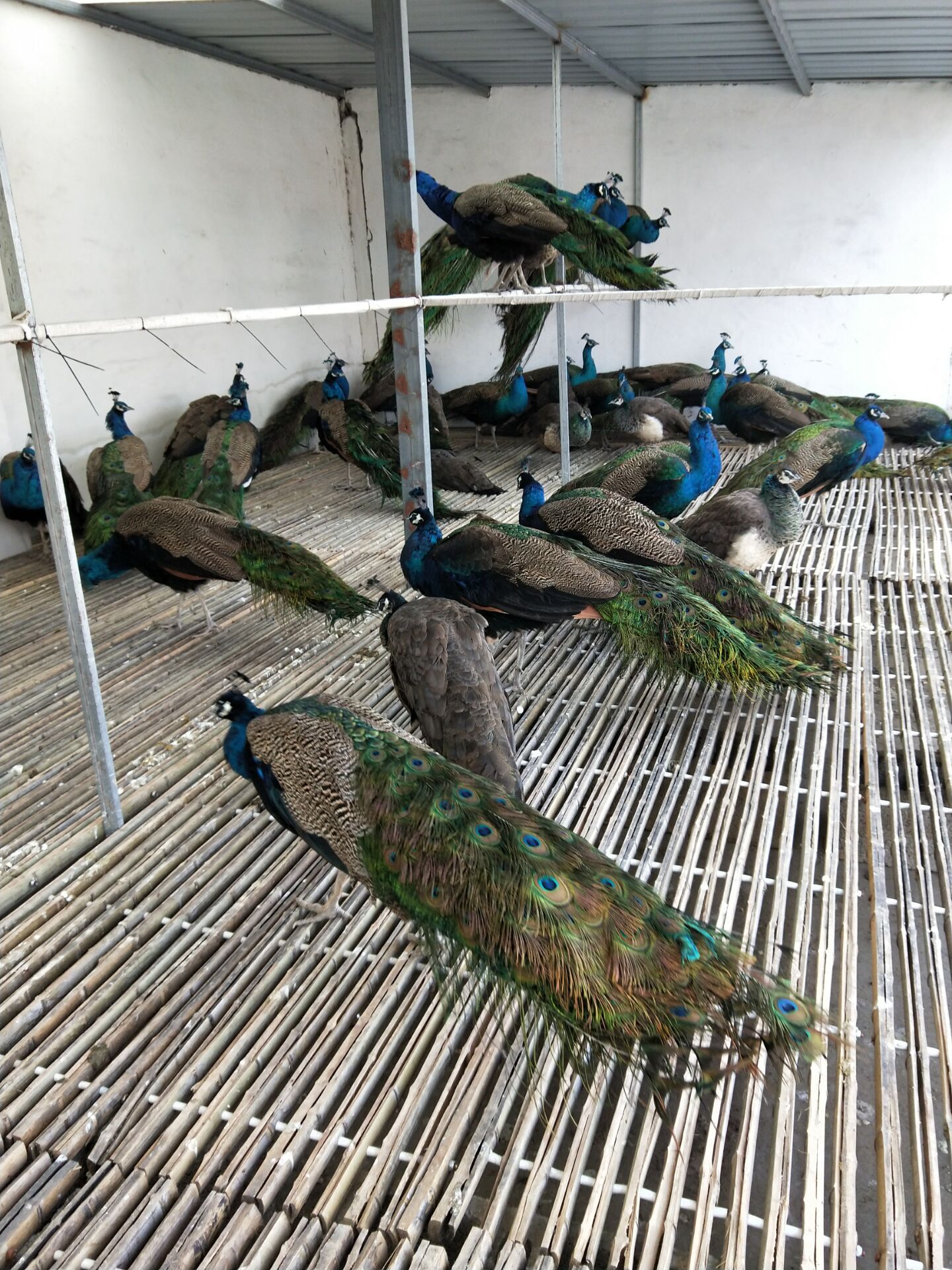 蓝孔雀-蓝孔雀价格/厂家/批发-郓城汇宝养殖有限公司