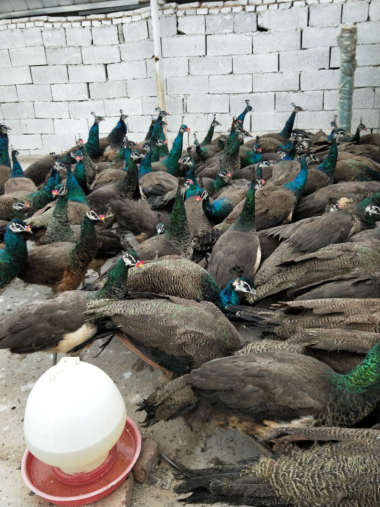 白孔雀 合肥孔雀图片供应