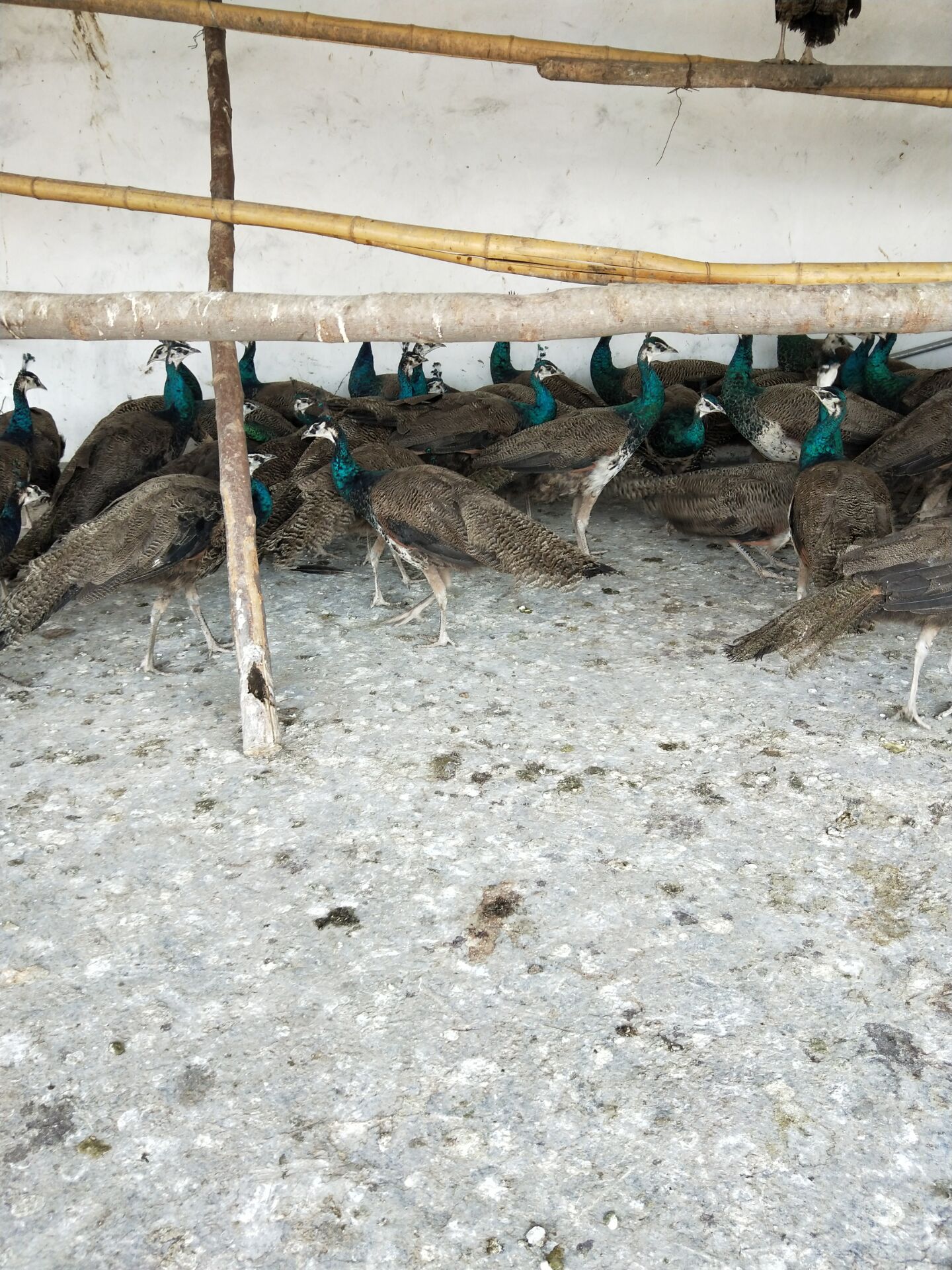 蓝孔雀养殖基地 国产孔雀低成本