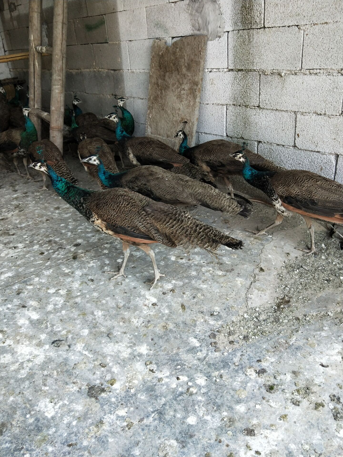 三个月孔雀 沈阳成年蓝孔雀供应