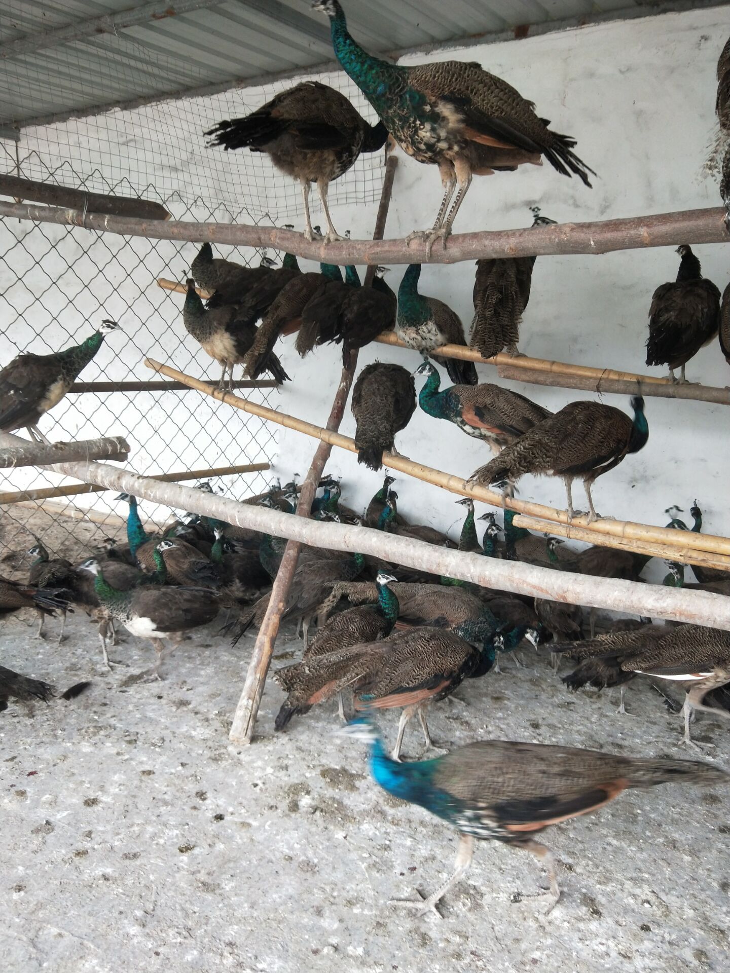 纯种蓝孔雀 杭州纯种孔雀可以自提