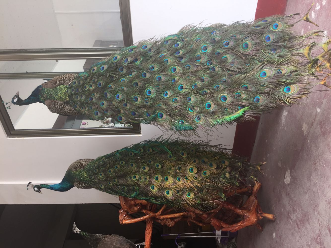 两年产蛋蓝孔雀 济南国产孔雀批发基地