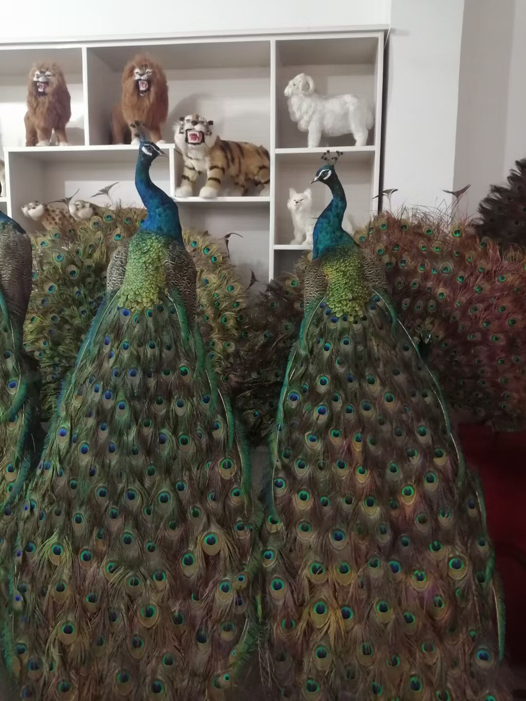 花孔雀 三个月孔雀供应