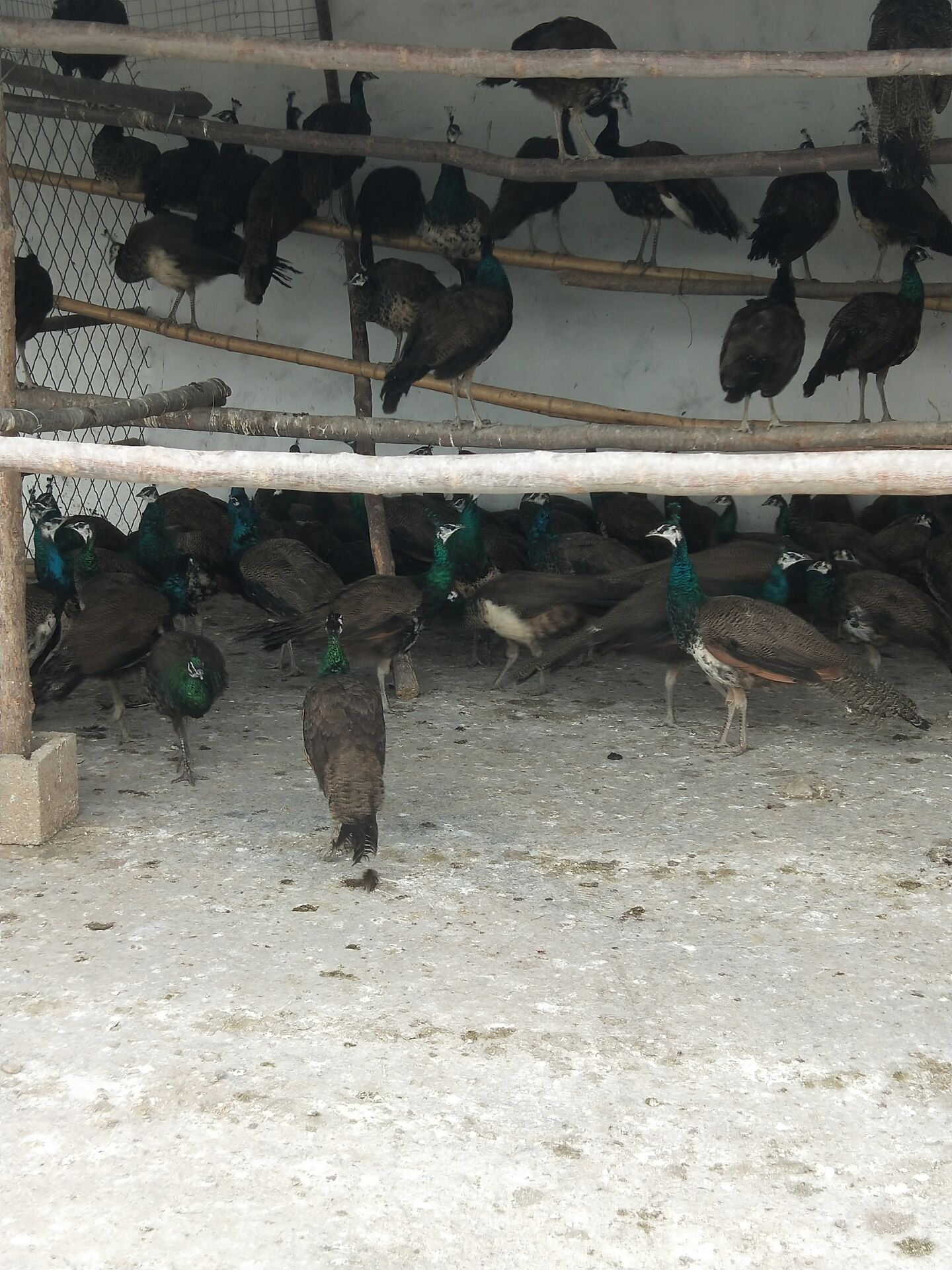 今日孔雀 南昌孔雀养殖批发价格