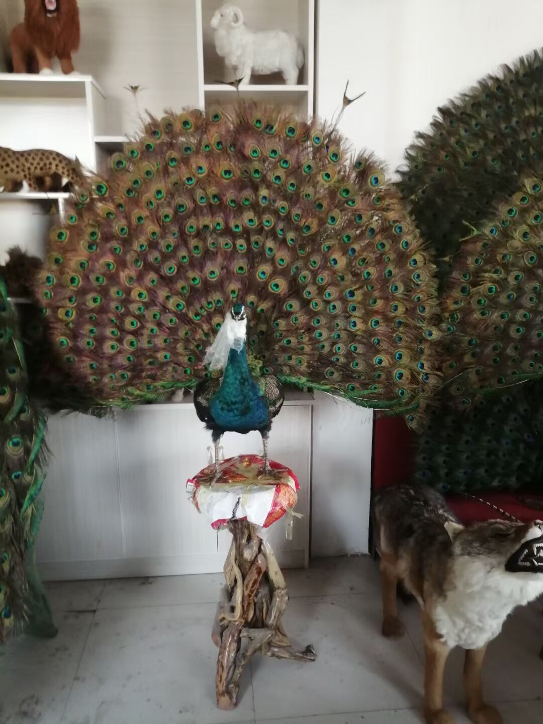 容易饲养的蓝孔雀 太原国产孔雀行情