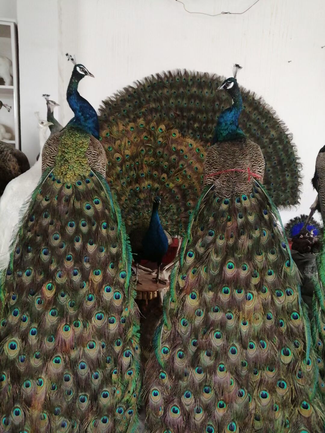 一年蓝孔雀 合肥孔雀饲养简单报价