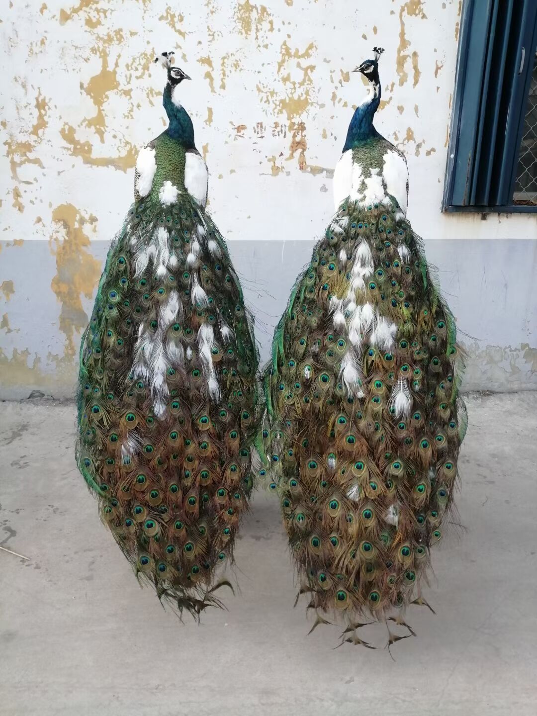 蓝孔雀 西安一年蓝孔雀 合作