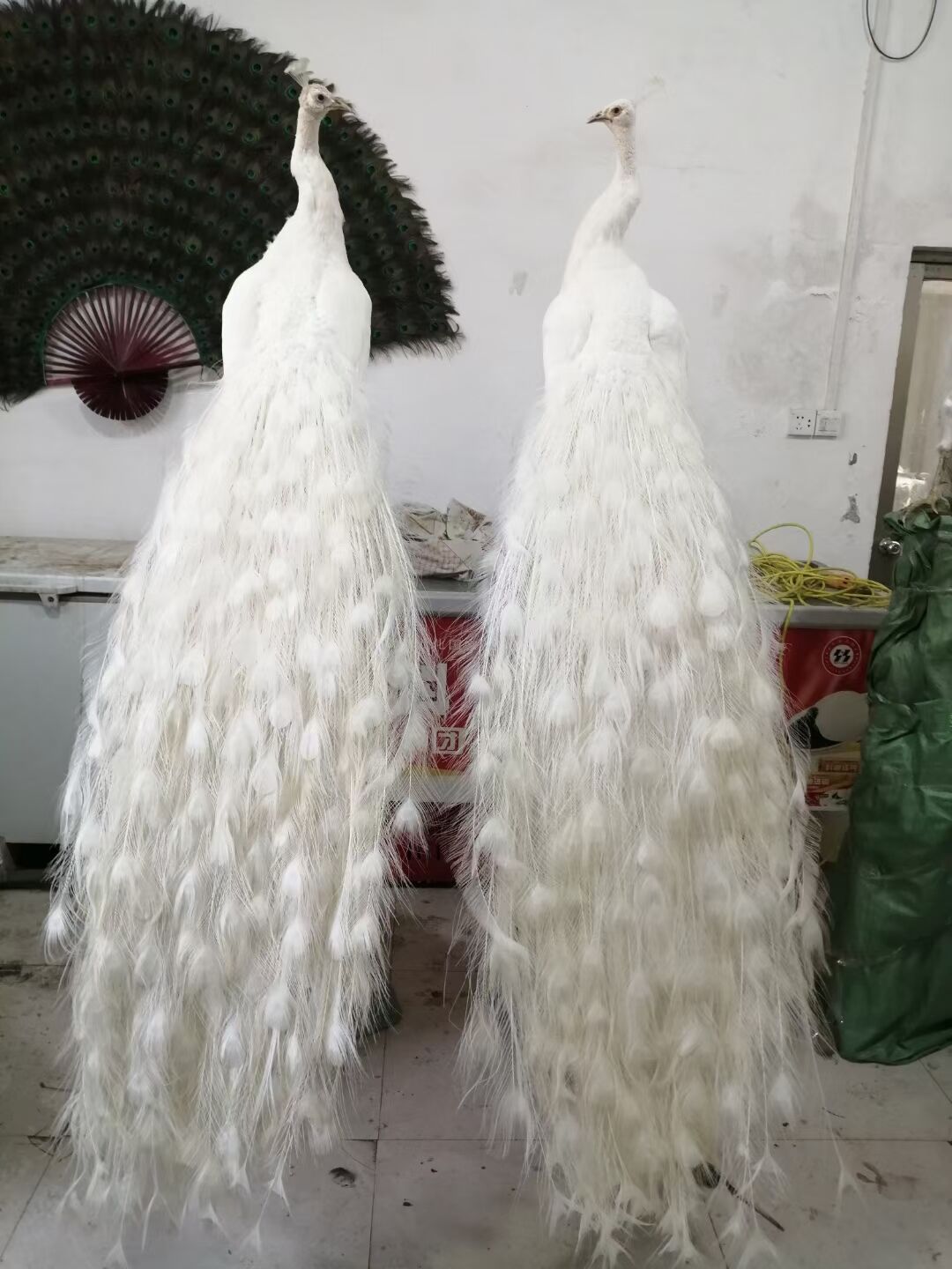 蓝孔雀 福州花孔雀基地