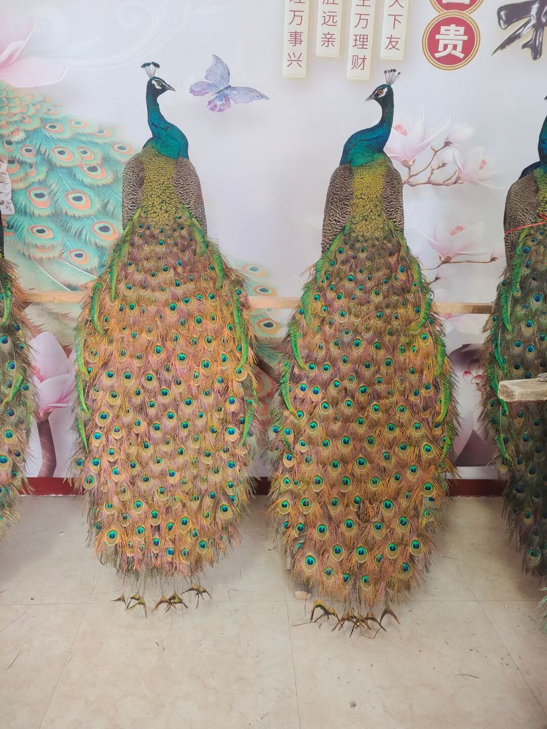 蓝孔雀 济南脱温孔雀苗包健康