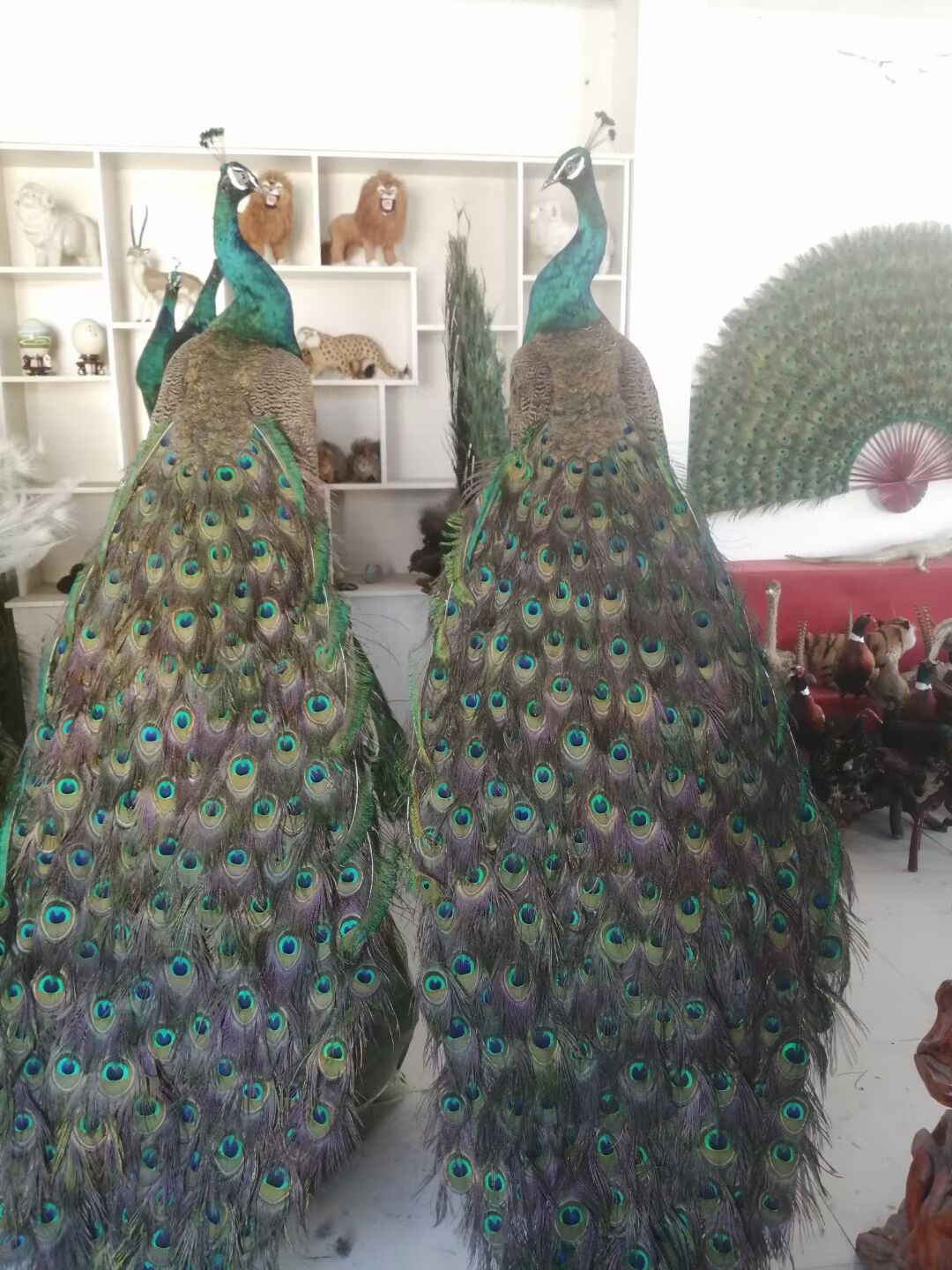 孔雀品种 长春成年蓝孔雀包建设