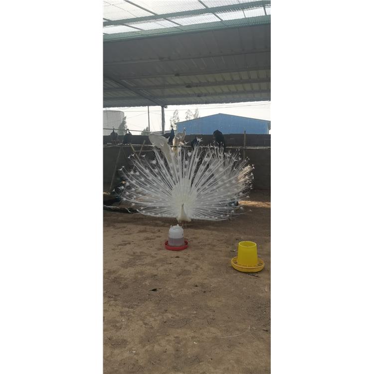 成年大孔雀 南京三个月孔雀苗价格