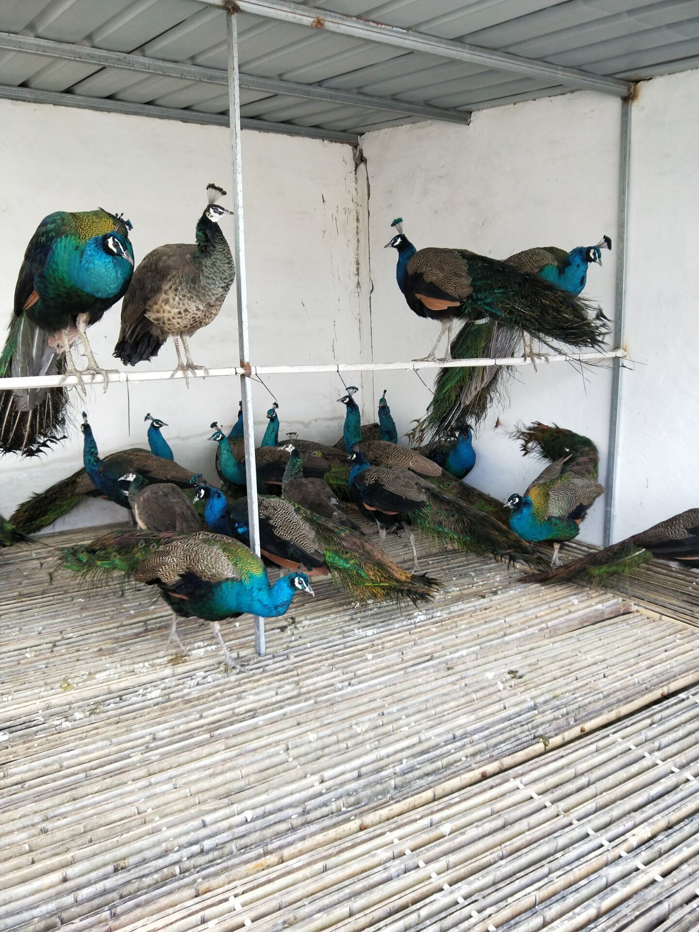 种蛋产蛋孵化率西宁孔雀标本报价