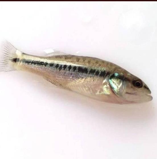 求购鲈鱼苗 新鱼苗一代品种宜昌鲈鱼苗批发