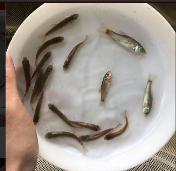 鲈鱼苗饲料 新鱼苗一代品种养殖鲈鱼苗