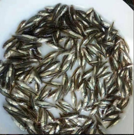 鲈鱼苗批发 新鱼苗一代品种鲈鱼苗鱼跳蚤