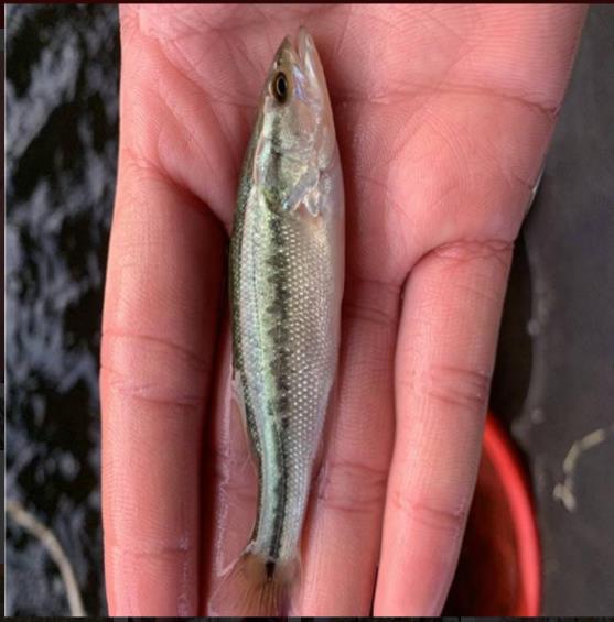 养殖鲈鱼苗 新鱼苗一代品种什么季节投放鳜鱼鲈鱼苗