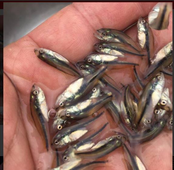 重庆鲈鱼鱼苗 新鱼苗一代品种购加州鲈鱼苗